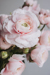 Seasonal Bouquet Subscription