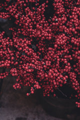 Flower Arranging Workshops