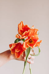 Seasonal Bouquet Subscription