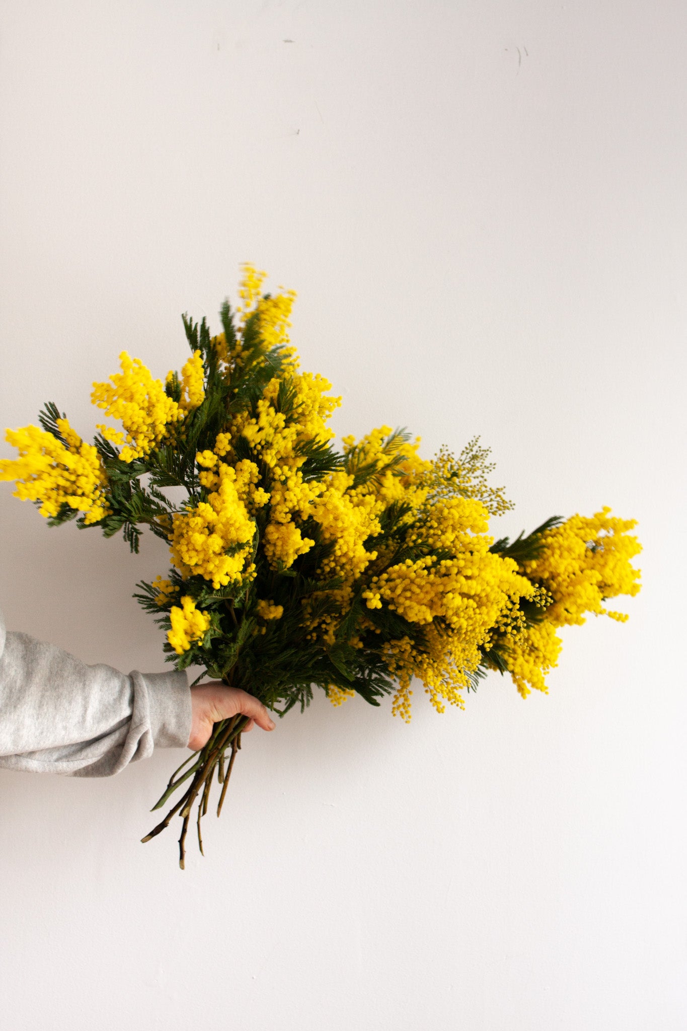 Mimosa
